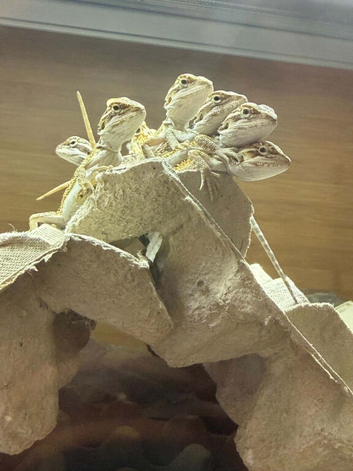 2 week old beared dragons