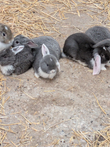 Rabbits for sale!