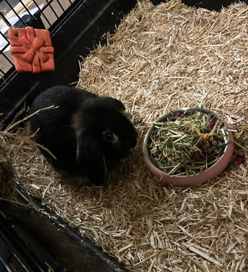 Black otter mini lop doe