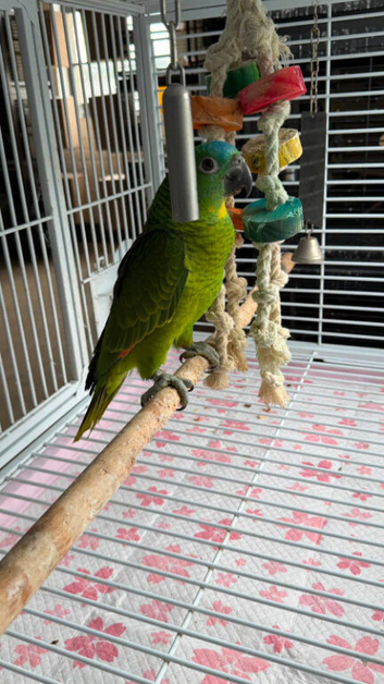 Hand reared baby Amazon