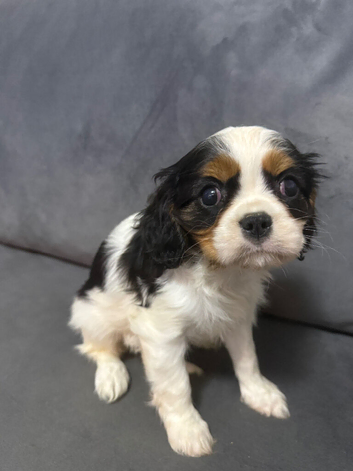 Last PUP - Beautiful Cavalier Pups ️