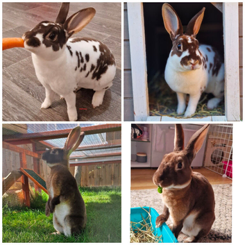 Two beautiful rabbits Buck and Doe