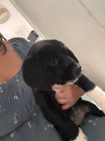 Cocker spaniel/ Labrador
