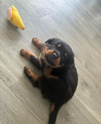 Beautiful German bloodline Rottweiler puppies