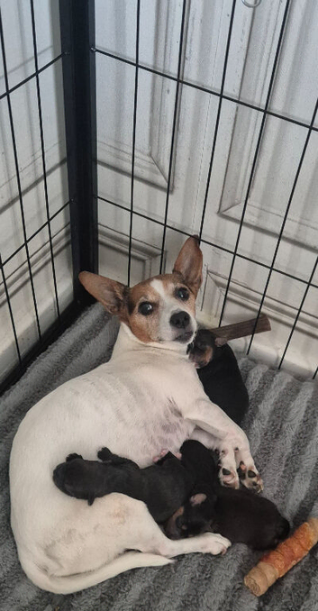 Jackapoo Puppies