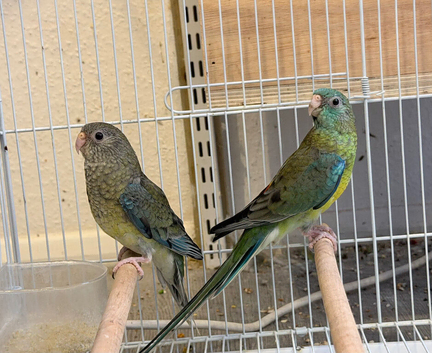 Red Rumped Parakeet Male and Female