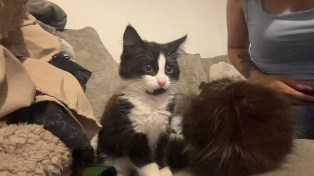 BLH kitten