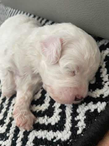Bichon puppy