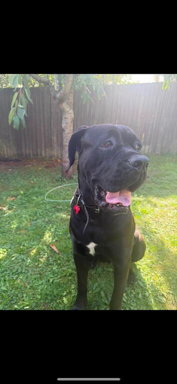 Cane corso rehome
