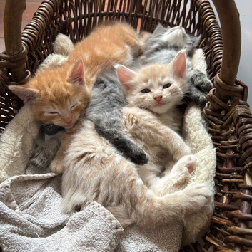 Kittens for sale