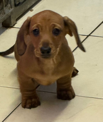 Stunning mini dachshund puppies