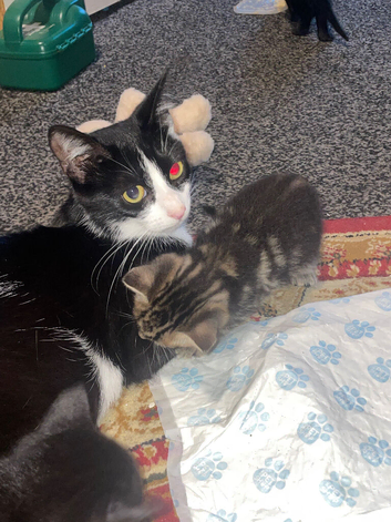 Kittens ready now