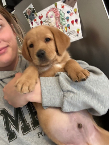 Ready now!!! Beautiful fox red Labrador