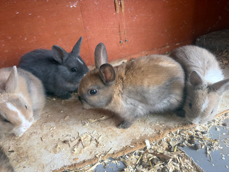 Baby rabbits