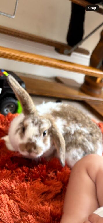 Crumpet