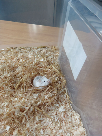 Dwarf hamster