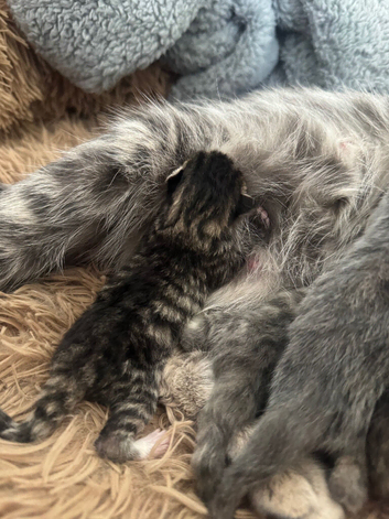 Two beautiful male tabby kittens
