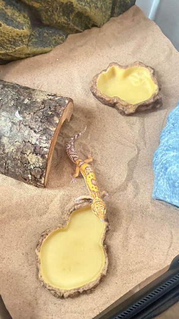 Albino Leopard Gecko