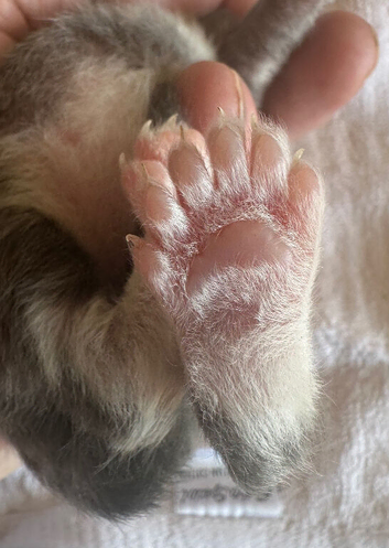 Polydactyl Maine Coon Boysv