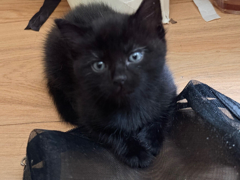Adorable black kitten