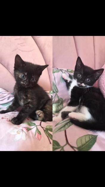 2 GIRLS NEEDING FOREVER HOMES