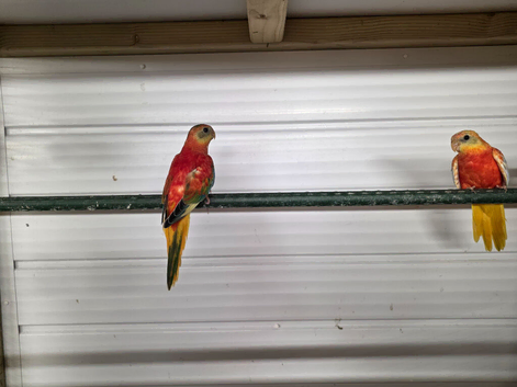 Turk parreakeet
