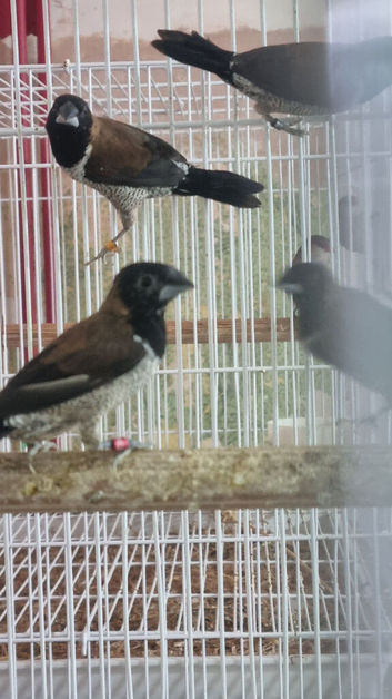 Black-faced Munia