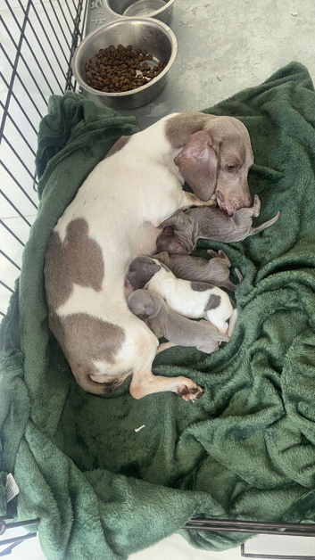 Litter of 4