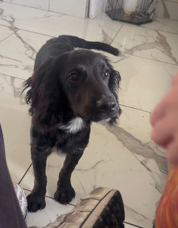 Cocker spaniel for sale