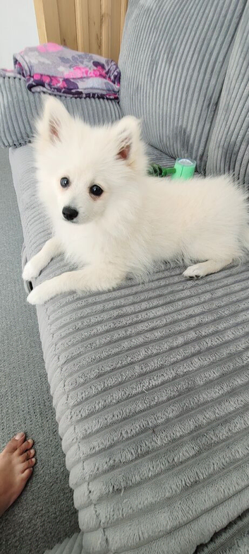 Beautiful White Female Pomeranian Puppy &ndash; &pound;1,200