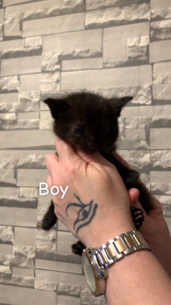Rag doll  kittens
