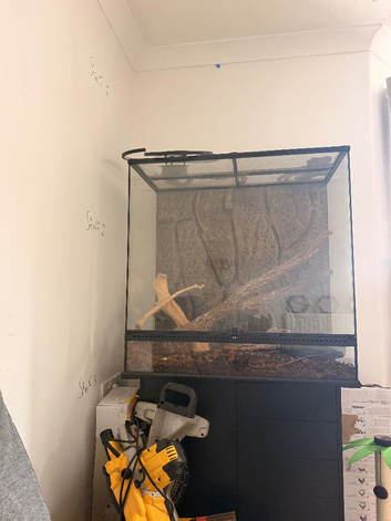 Female royal python
