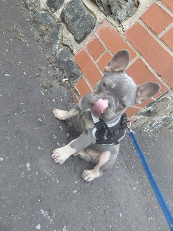 Kimbo