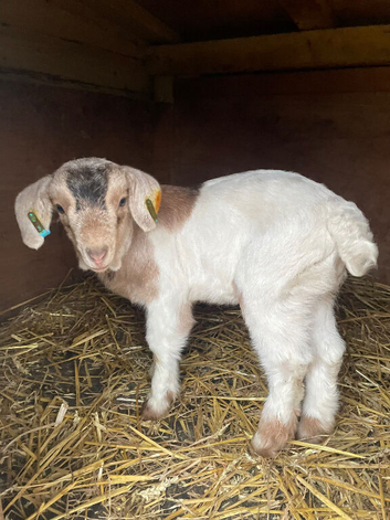 Kid goats for sale