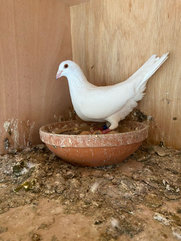 Pure white racer hen
