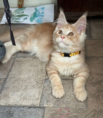 Pedigree Maine Coon