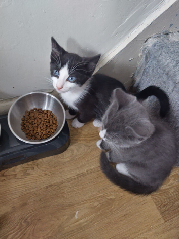 Male kitten left