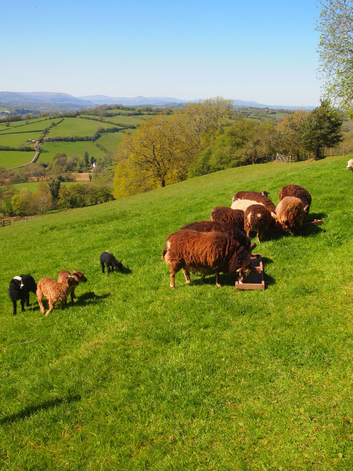 flock of 20 sheep for sale.  Smallholder retiring