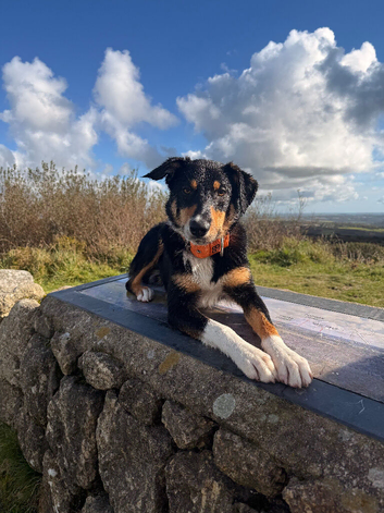 1 year old border collie x australian kelpie