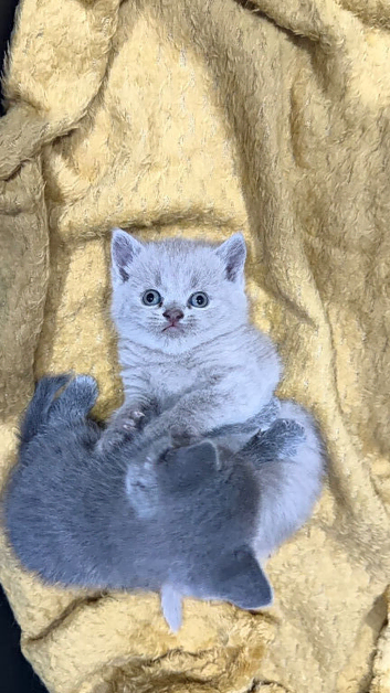Last blue girl available