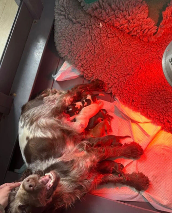 Beautiful Show Cocker Spaniel Puppies - Castlelodge Cocker Spaniels
