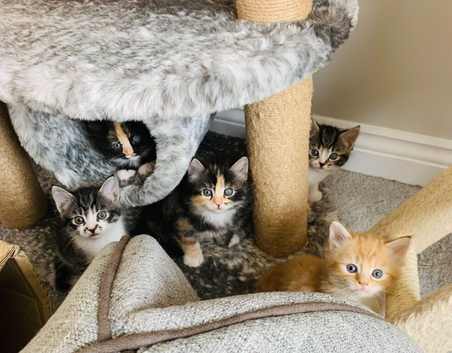 Maine coon cross kittens