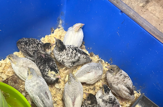 Chinese Painted Quail