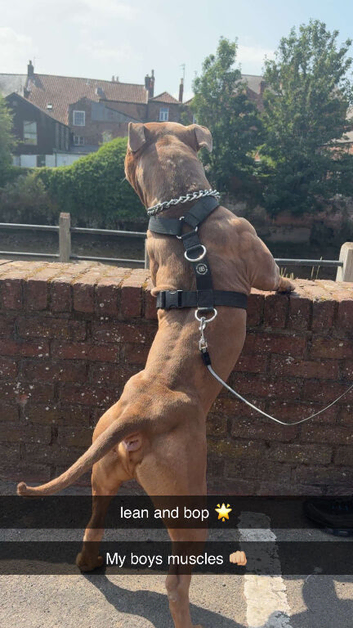 3 year old mixed breed bully stud