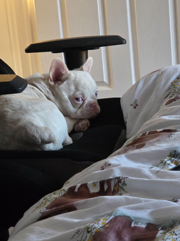 9 month old Albino