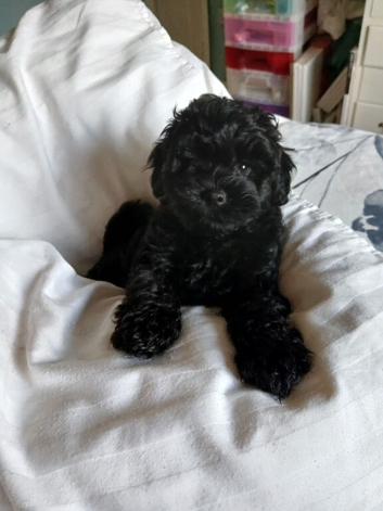 Lhasapoo puppy