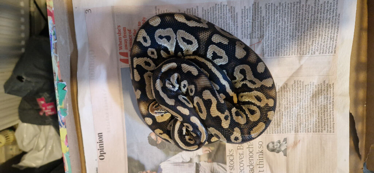 Phantom pastel female