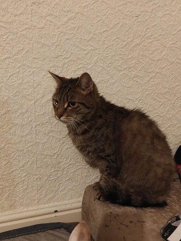 Male cat to rehome asap