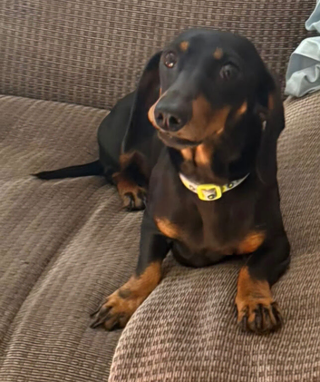 Miniature Dachshund