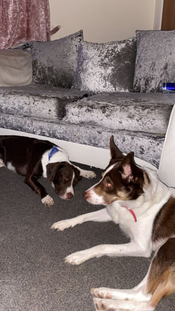 Female border collie age 3  and male springer spaniel x border collie age 2